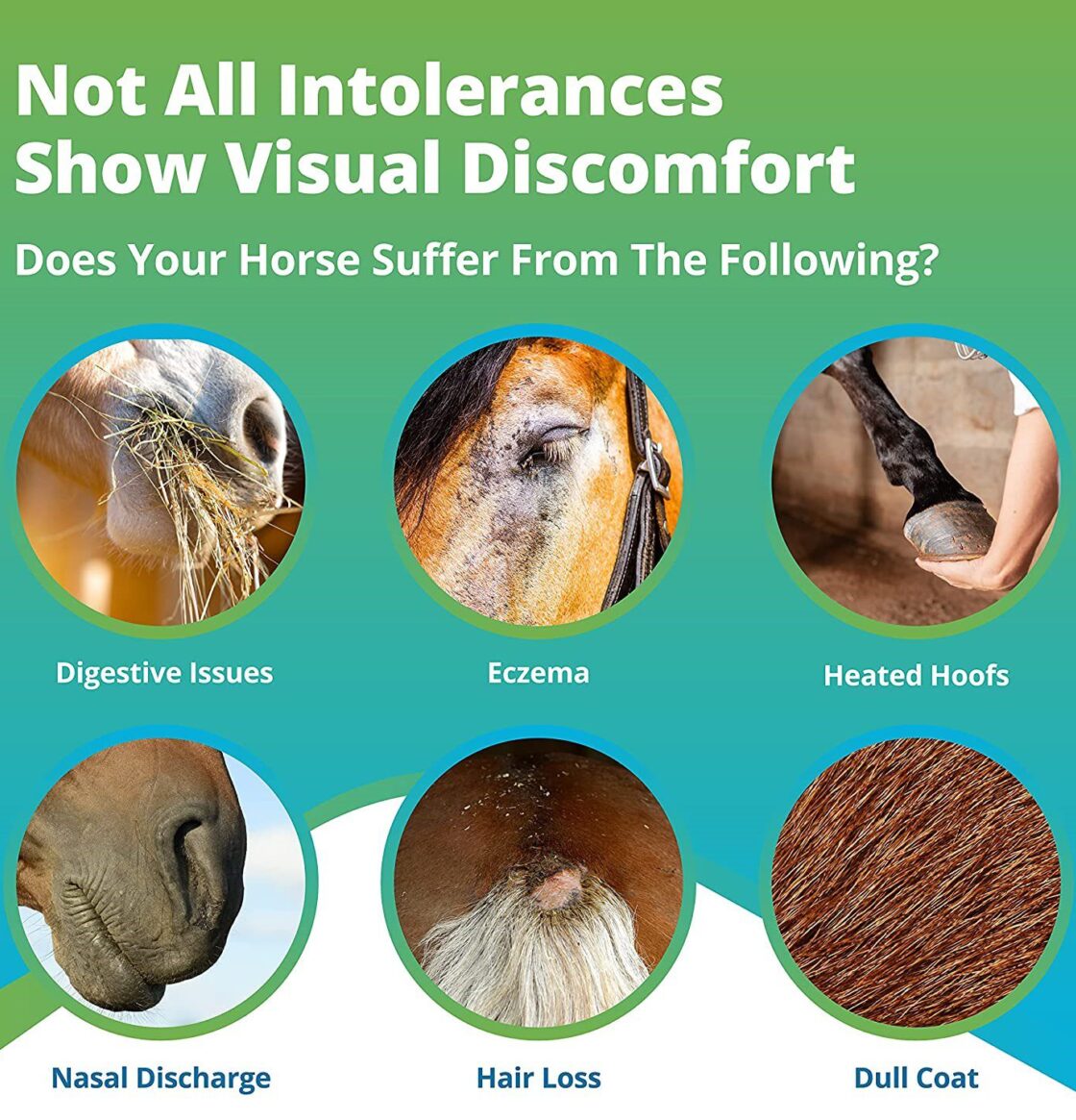 Not all intolerances show visual discomfort. Does your Horse suffer from the following? Digestive Issues, Eczema, Heated Hoofs, Nasal discharge, Hair Loss, or Dull Coat.